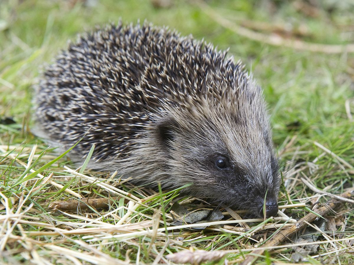 Please Check Bonfires For Hedgehogs | Shropshire Star