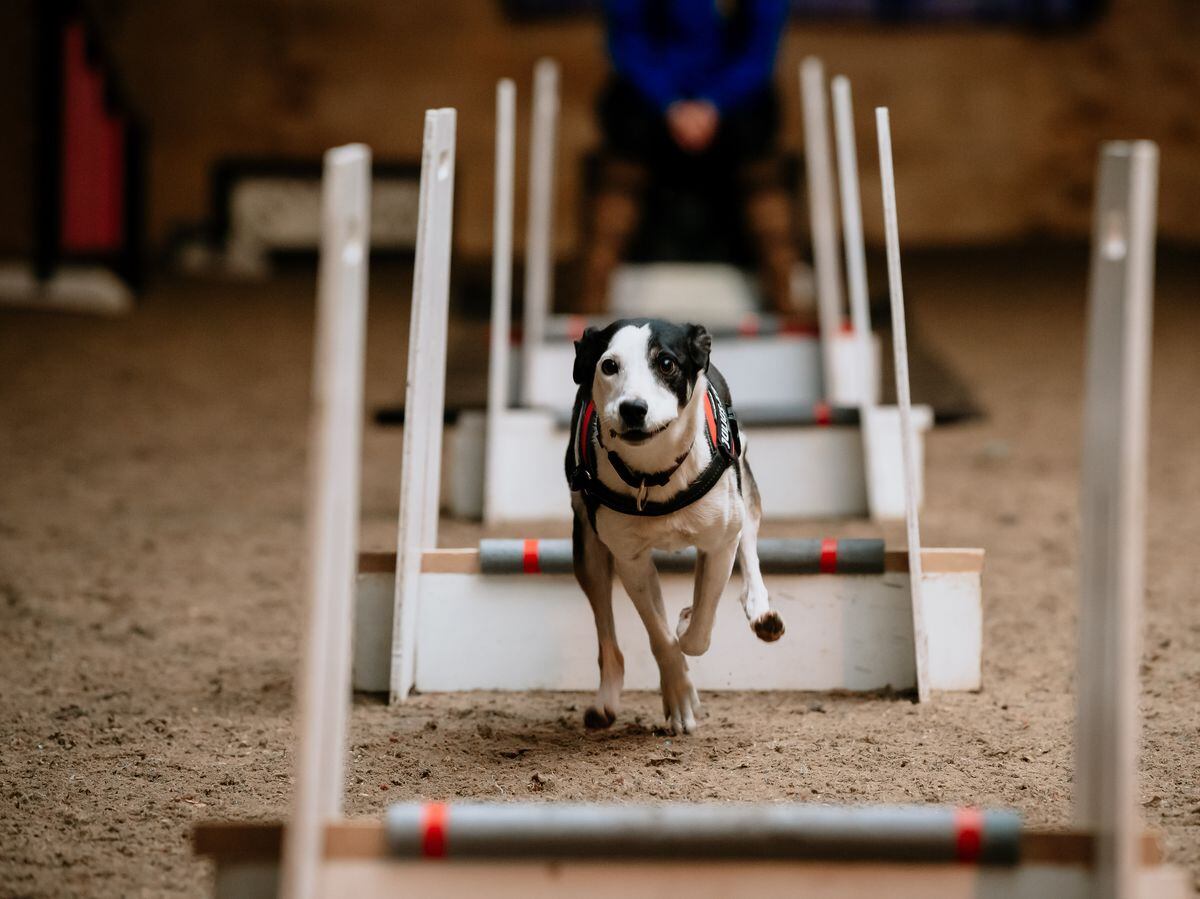 Shrek 2024 dog agility