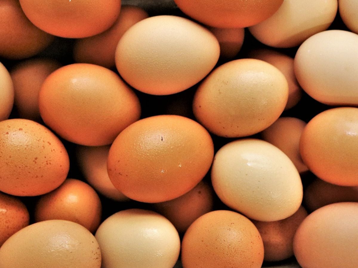 Happy Easter for egg producer as further extension plans are approved 