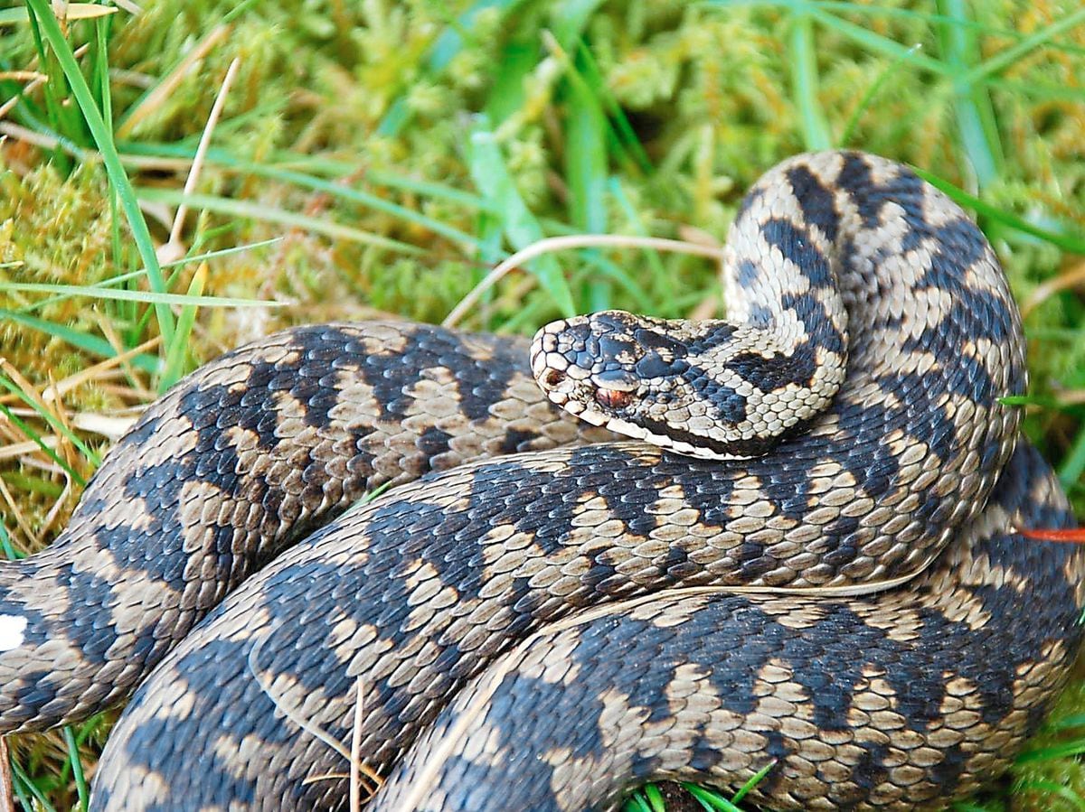 Dog walkers warned of adders at Shropshire beauty spot | Shropshire Star