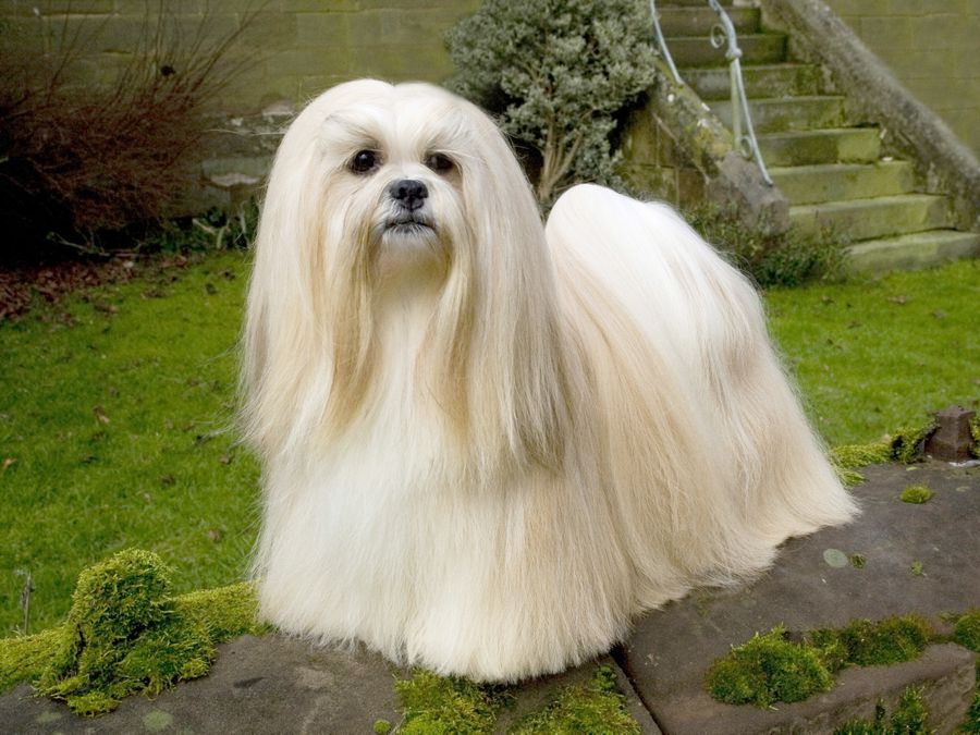 Lhasa apso hot sale crufts