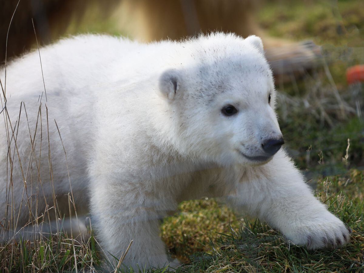 Meet Brodie Name of polar bear cub born at Highlands wildlife