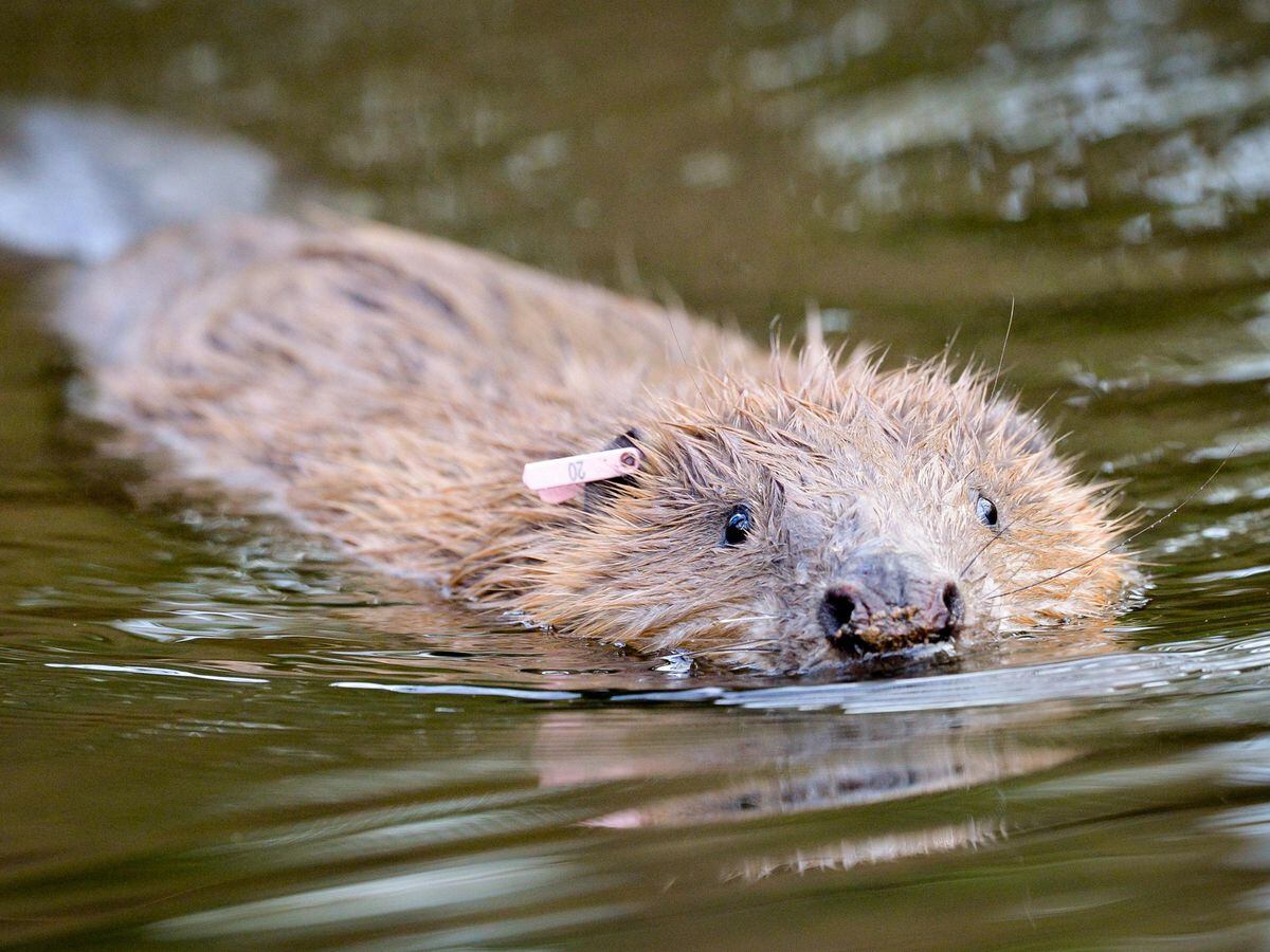 From new beginnings for beavers to late snow in Snowdonia A year in