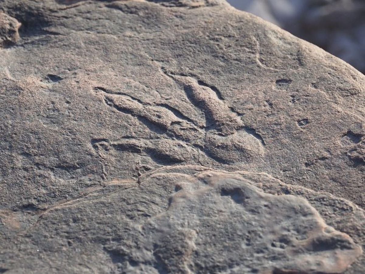 four-year-old-girl-discovers-dinosaur-footprint-on-beach-in-wales-shropshire-star