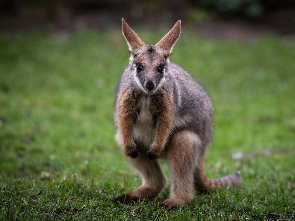 Wallaby on the loose in Co Tyrone | Shropshire Star