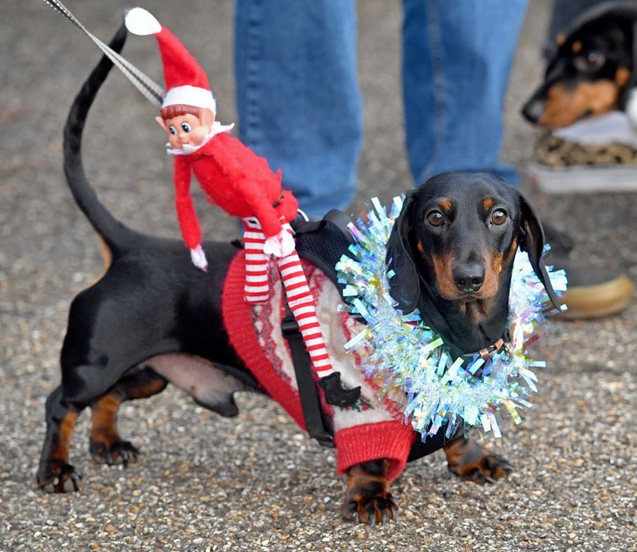 In pictures: Wiener wonderland as Shrewsbury goes barking mad for ...