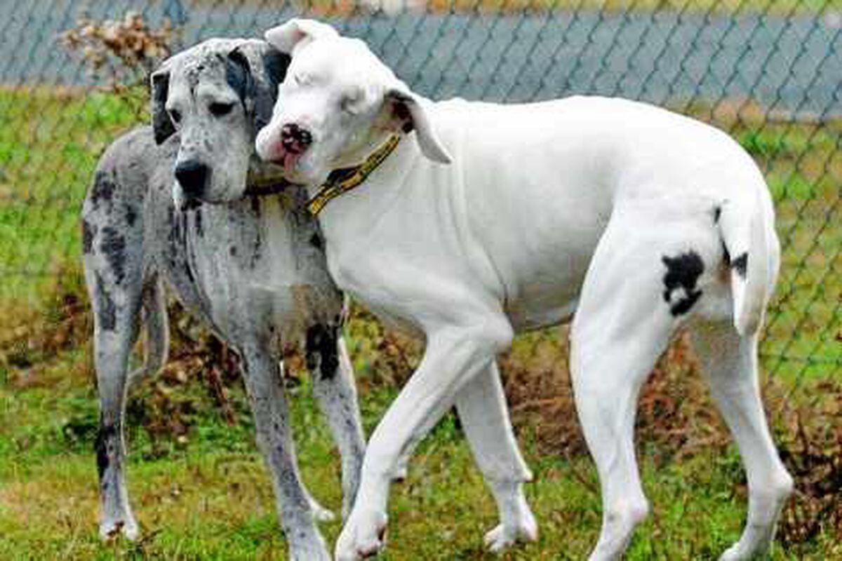 Great Dane and her guide dog seek new home | Shropshire Star