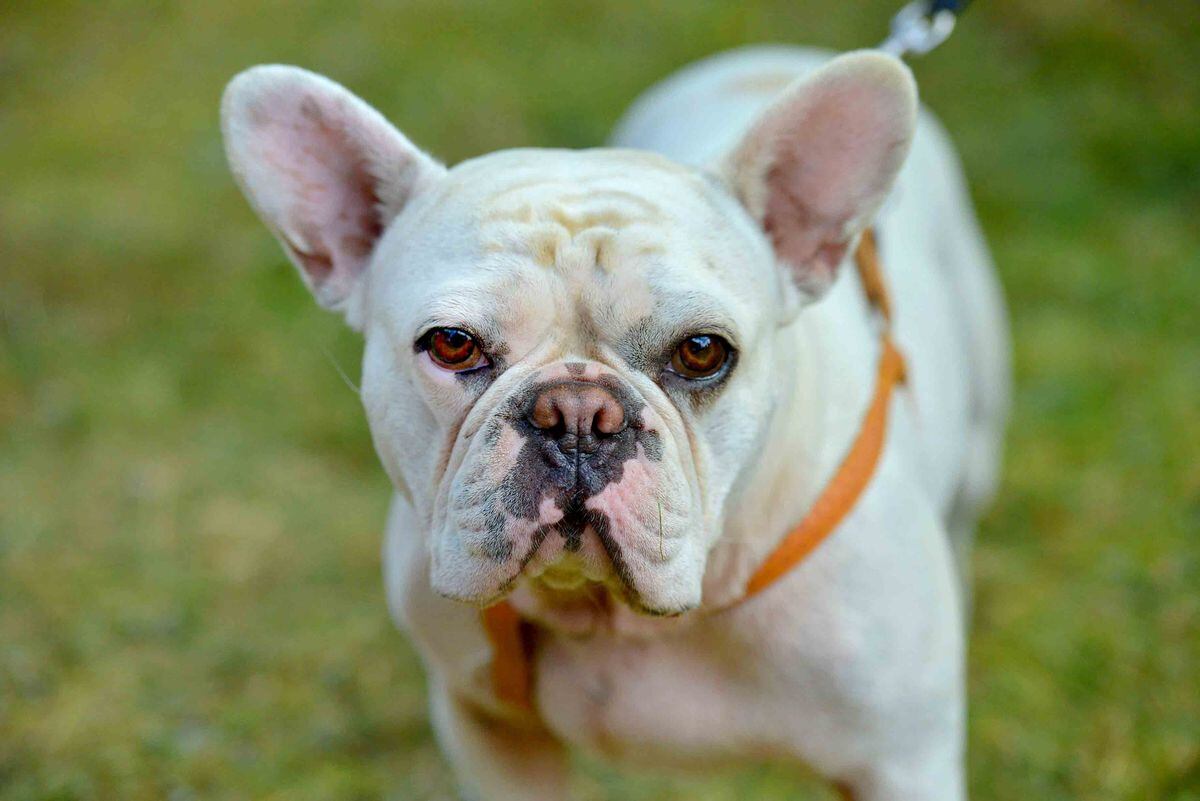 Thousands take part in Ludlow dog day - in pictures and video ...