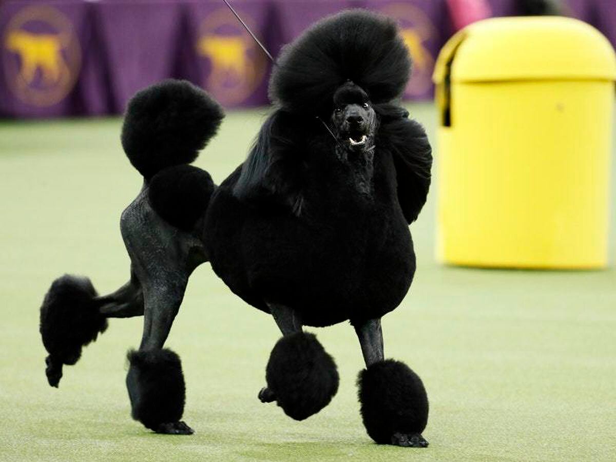 are poodles at risk for cancer