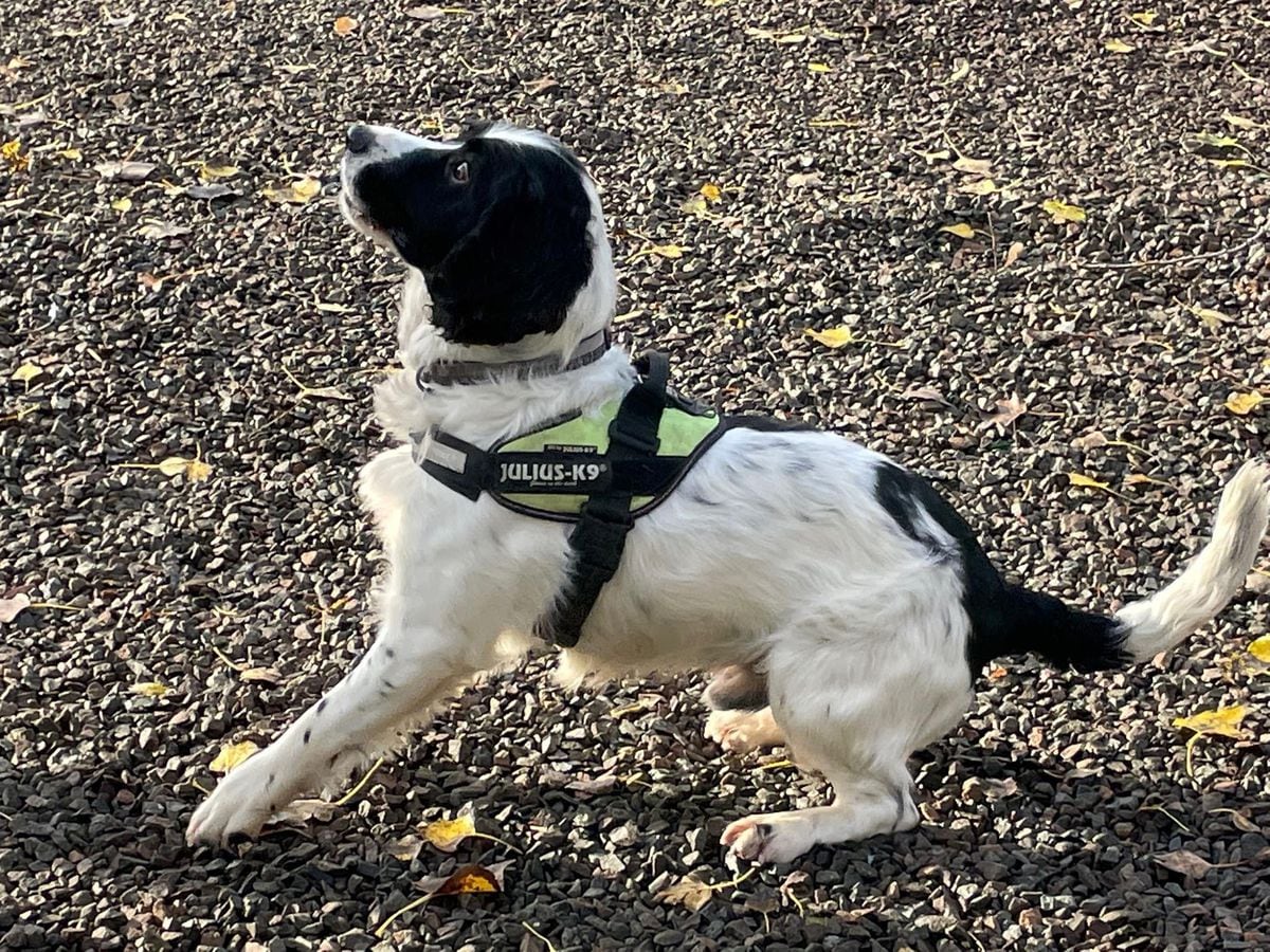 Julius k9 sale springer spaniel