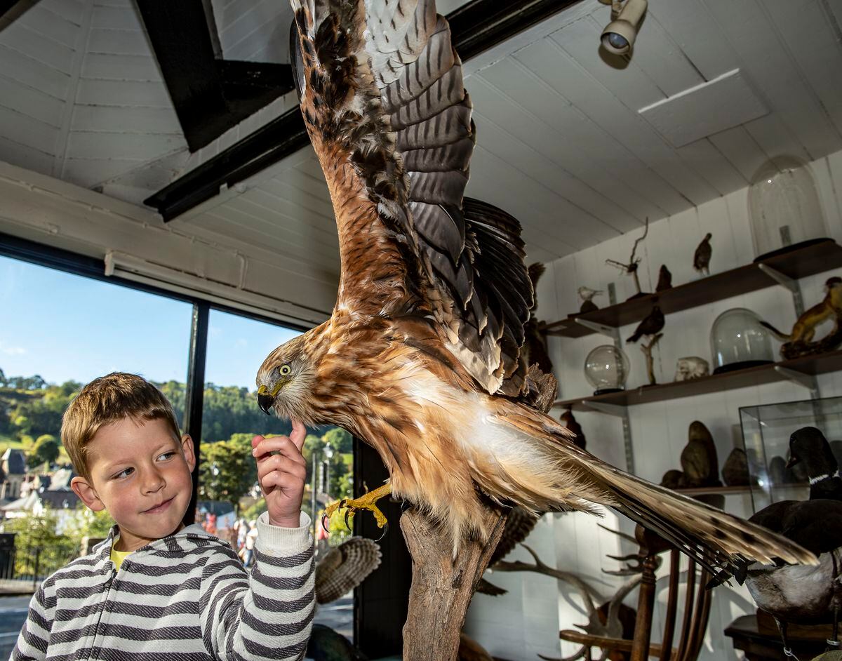 Six year old William Forsey with the Red Kite he and his family found dead in the road.  Photo: Andrew Price, Viewfinder 