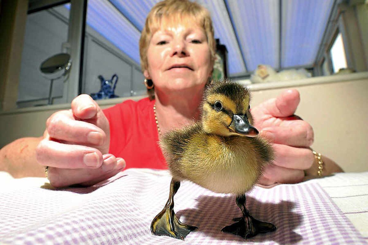 quacking-success-as-duck-egg-hatches-in-drawer-of-knickers-shropshire-star