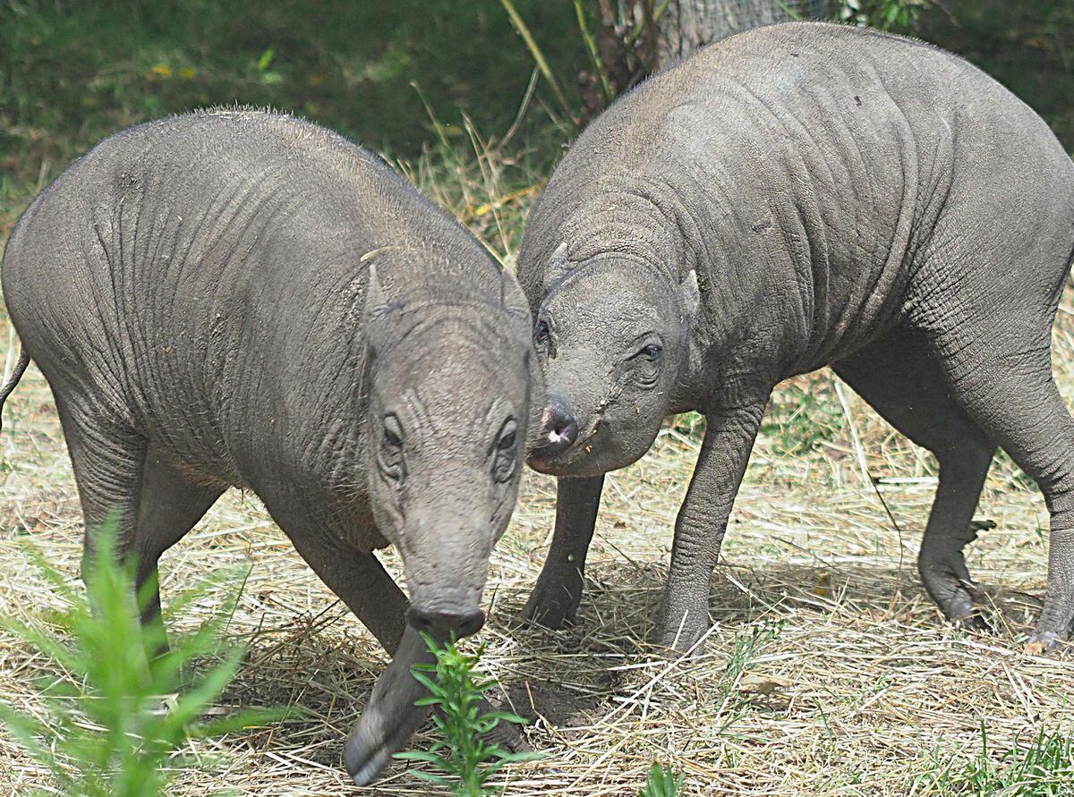 London Zoo welcomes arrival of ‘ugliest pigs on earth’ | Shropshire Star