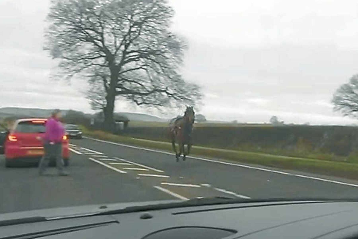 Horse throws rider and bolts along A5 Shropshire Star