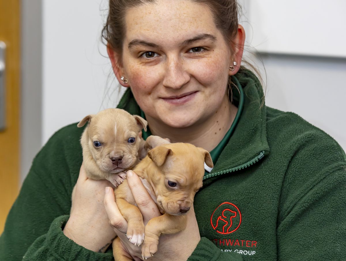 Puppies looking sales for homes