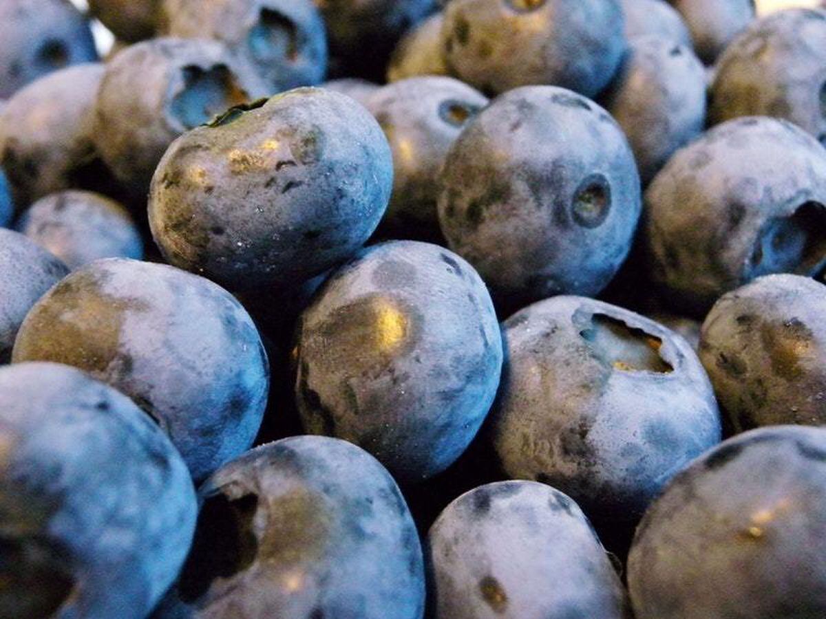 Blueberries help to lower blood pressure, scientists claim Shropshire