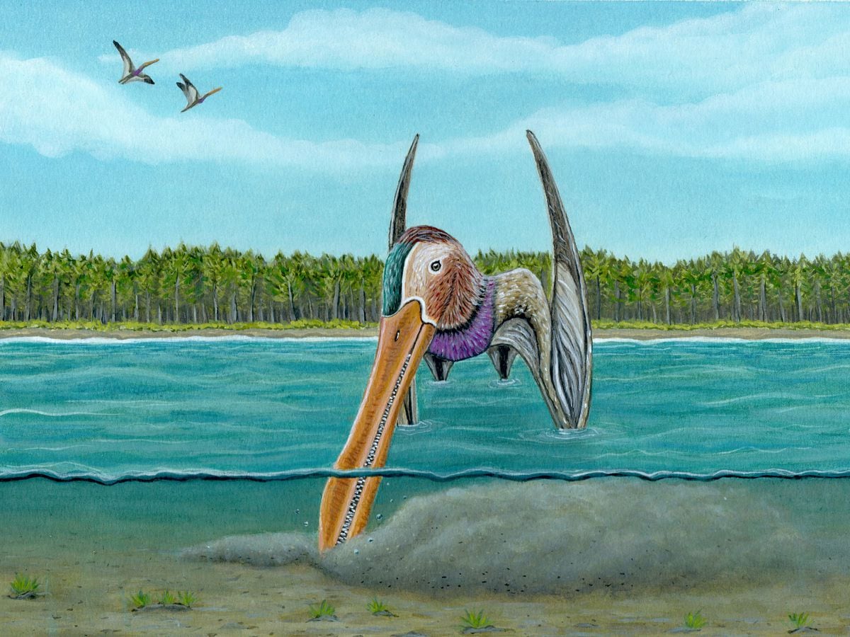 Pterosaurs evolved sensitive beaks to find food, study suggests
