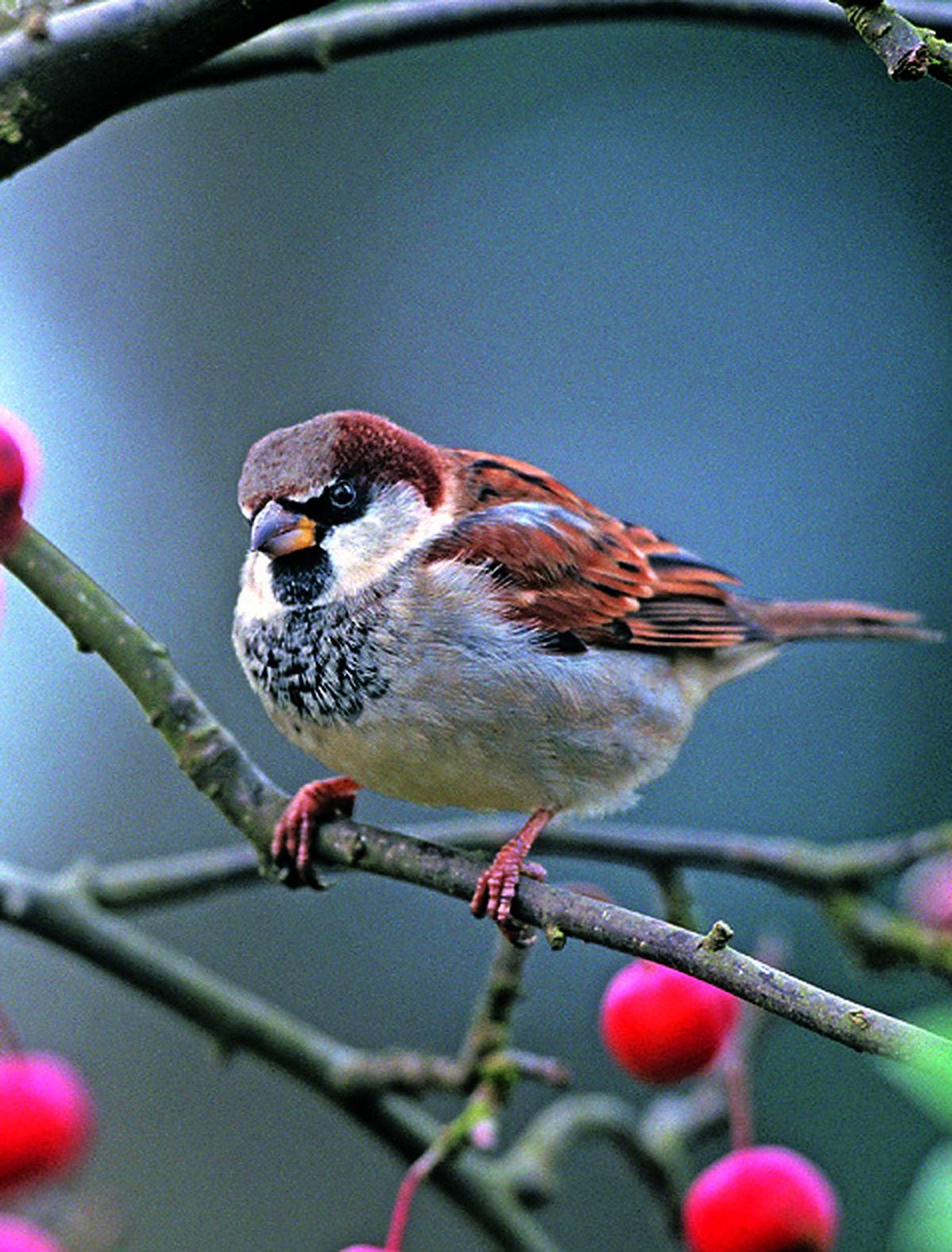 house sparrow