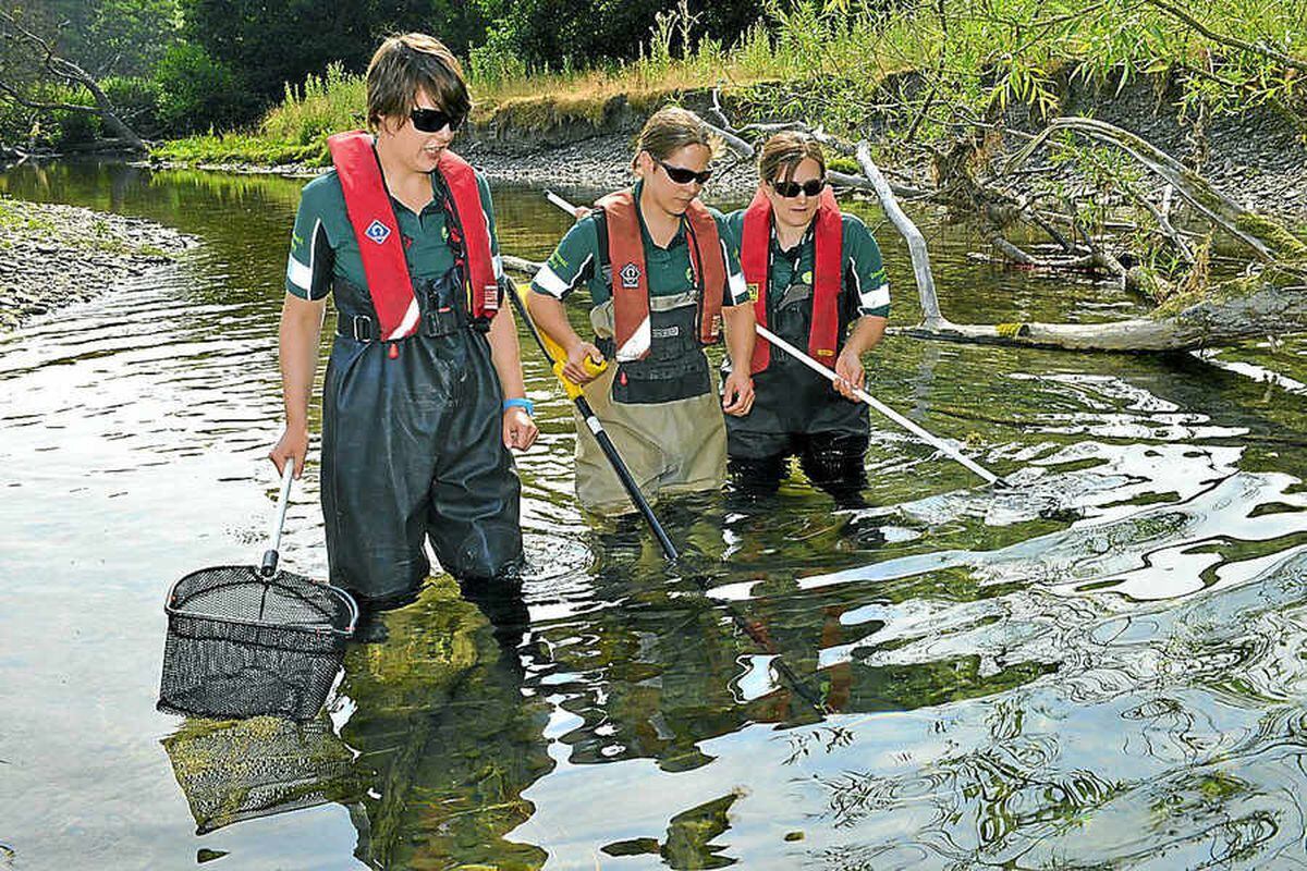 River Teme mission to save stranded fish after heatwave | Shropshire Star