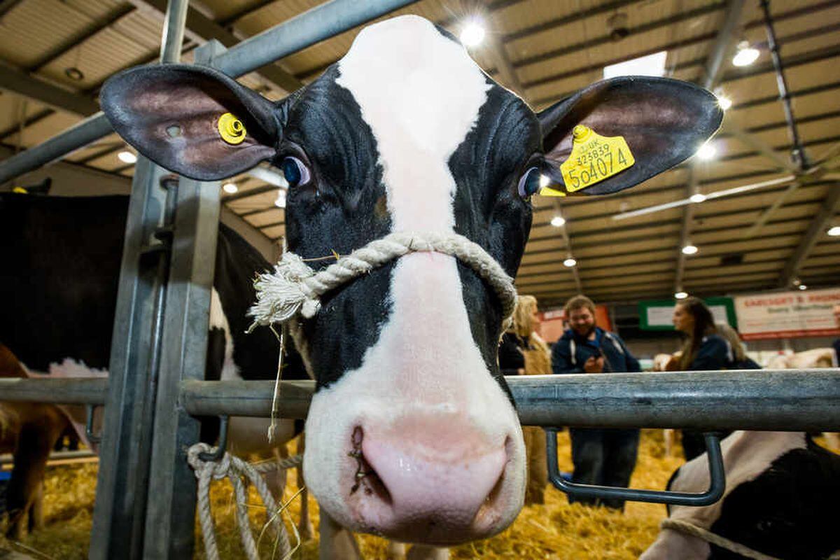 Picture Special Crowds Turn Out For Telford Dairy Show Shropshire Star