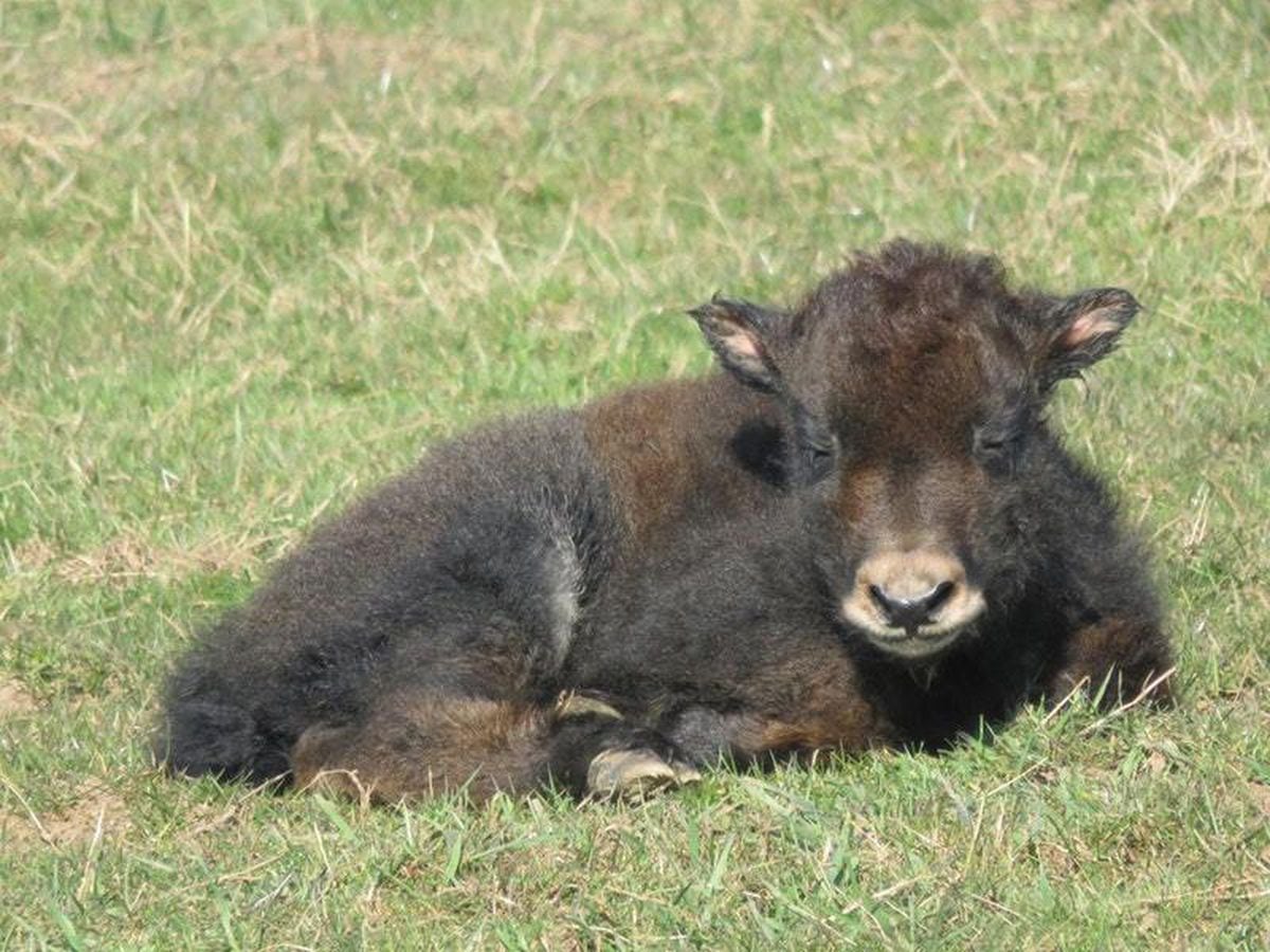 Baby yak to be named after Harry Potter character | Shropshire Star