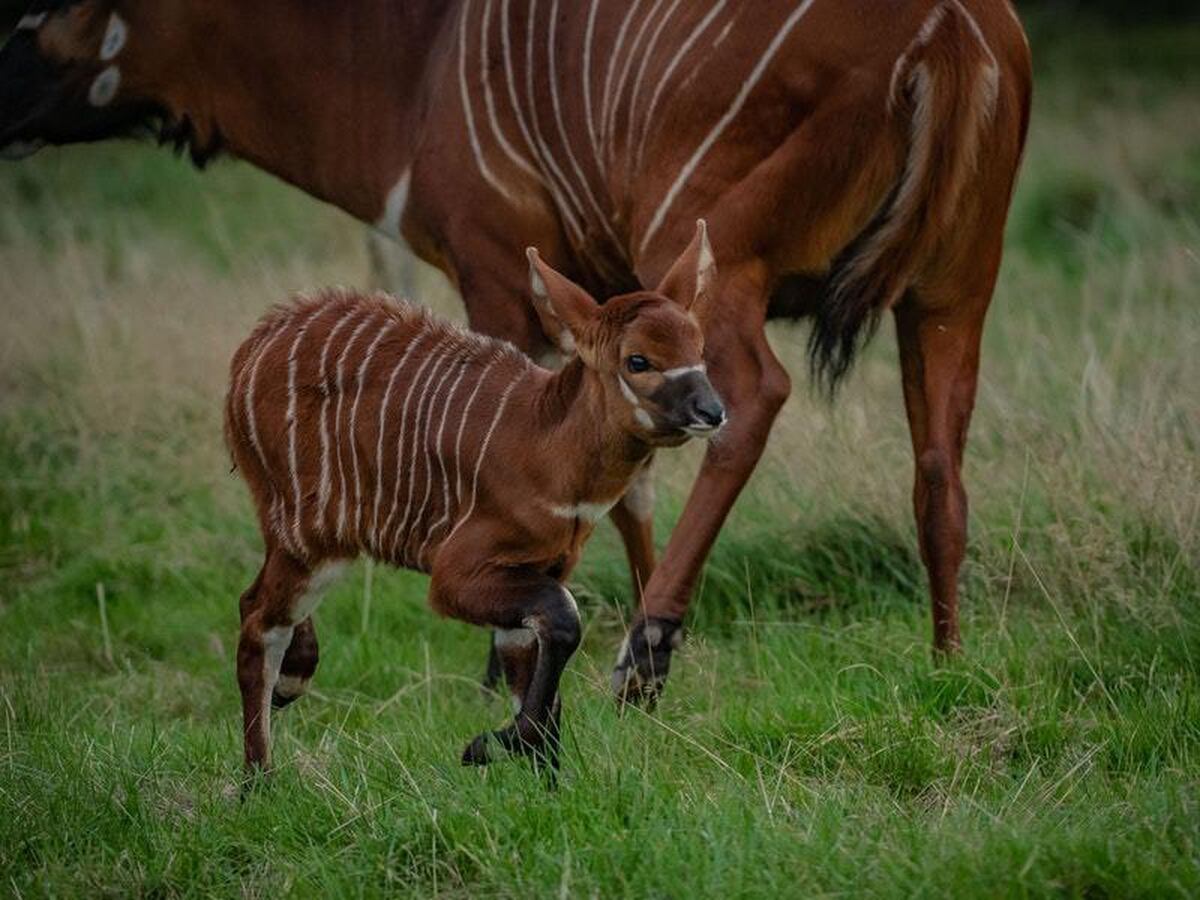 One of world’s rarest mammals gives birth to ‘beautiful’ calf at