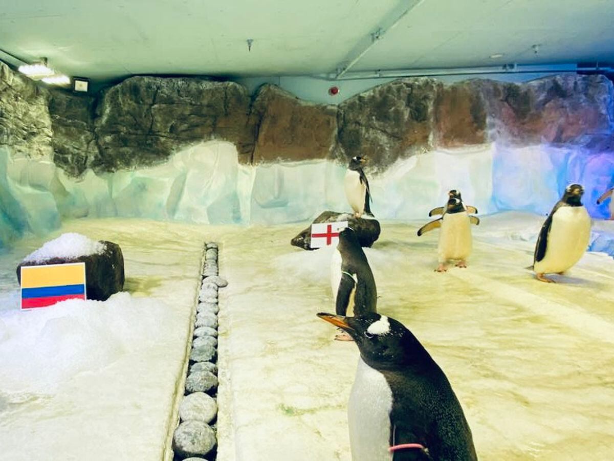 Sea Life Centre penguins 'on the ball' as they correctly predict ...