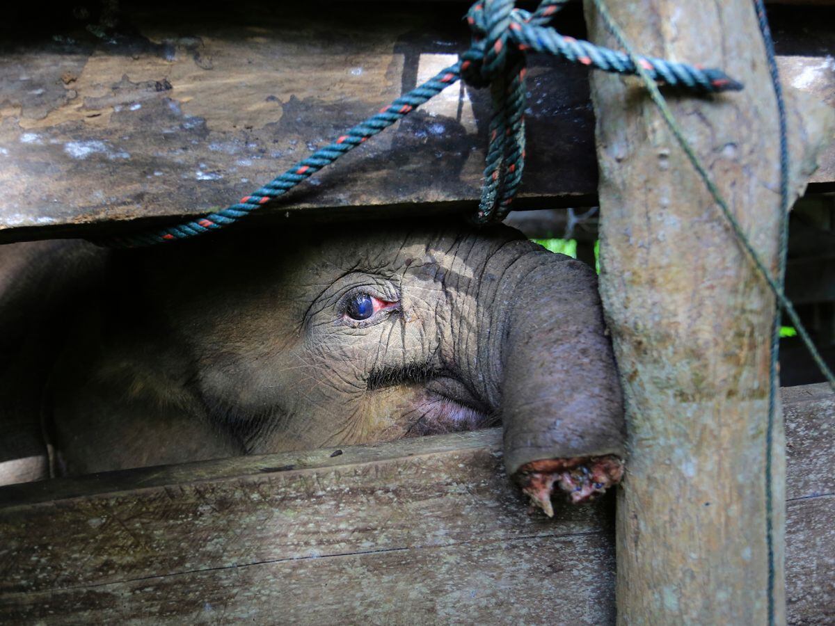 Como hacer la trompa de un elefante