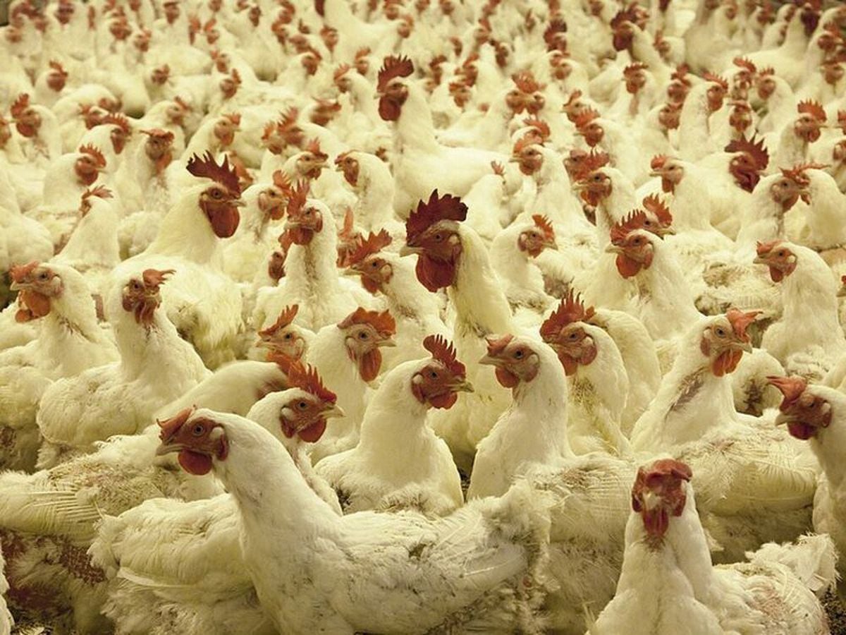 100,000-chicken farm plan is approved | Shropshire Star