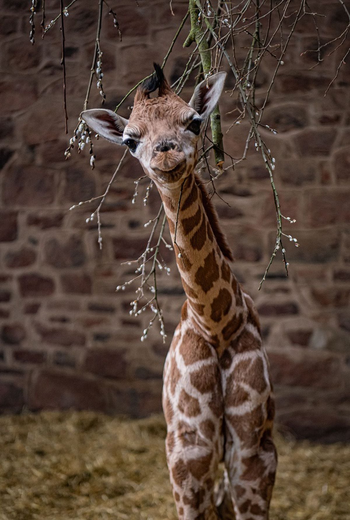 Watch Rare baby giraffe born at Chester Zoo Shropshire Star