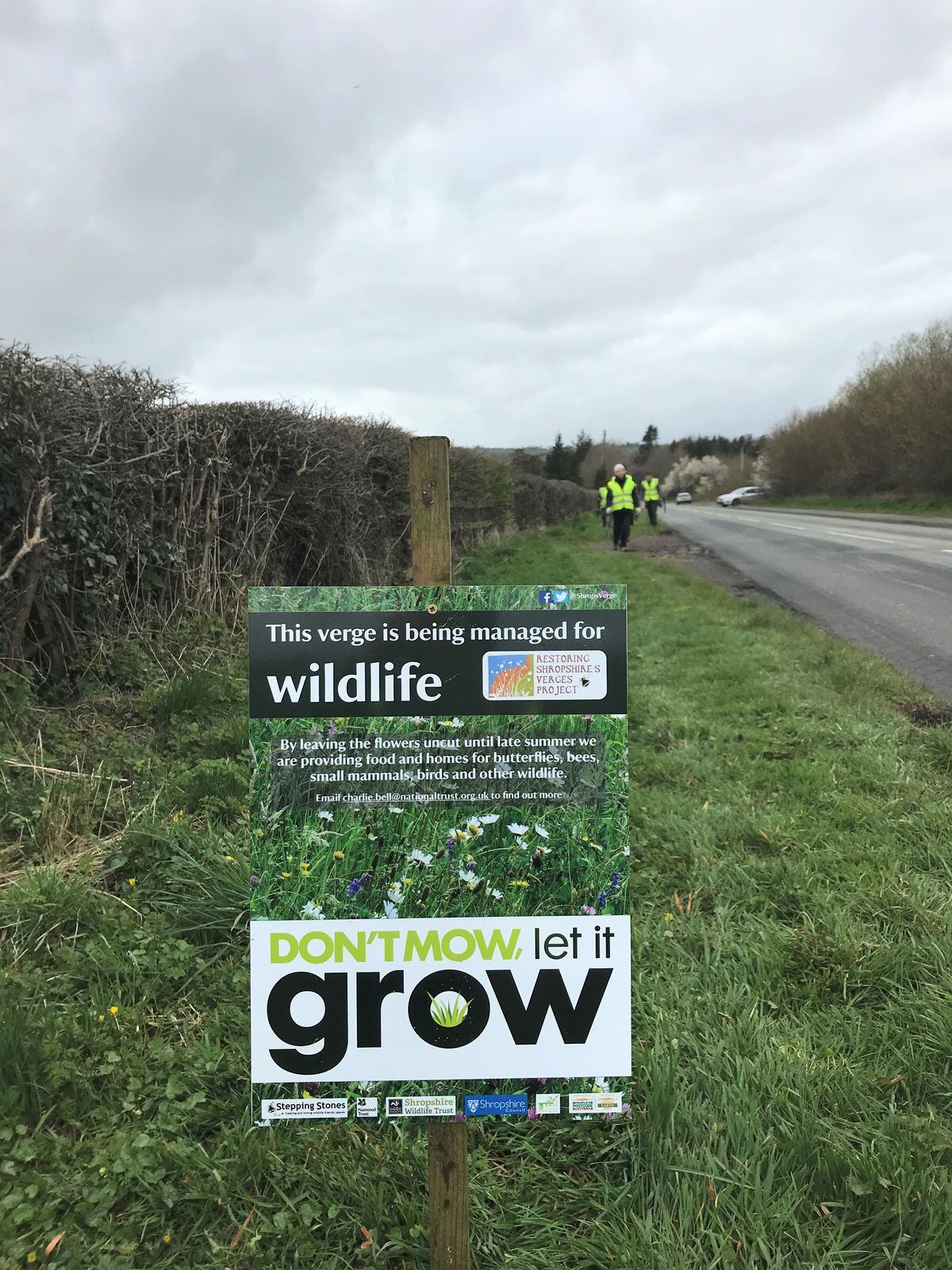 Calls for Shropshire roadsides to be left uncut to help plants and ...