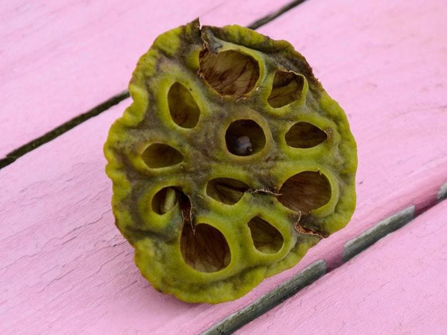 lotus pod holes