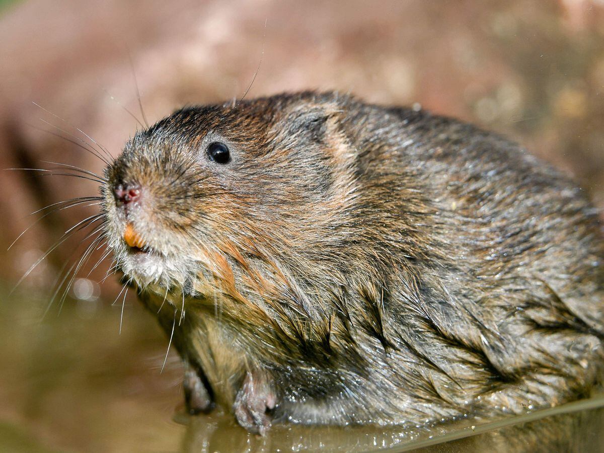 Beavers pave way for return of endangered water voles to Scottish rainforest