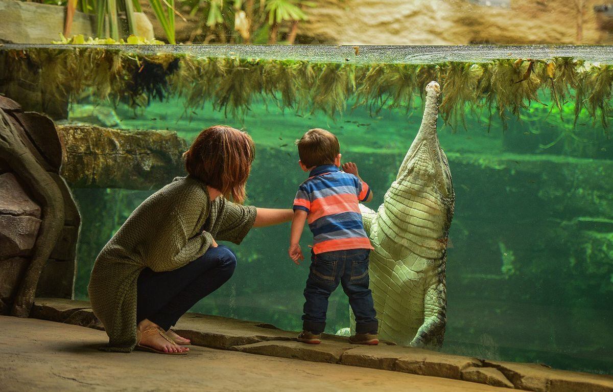 chester zoo teddies