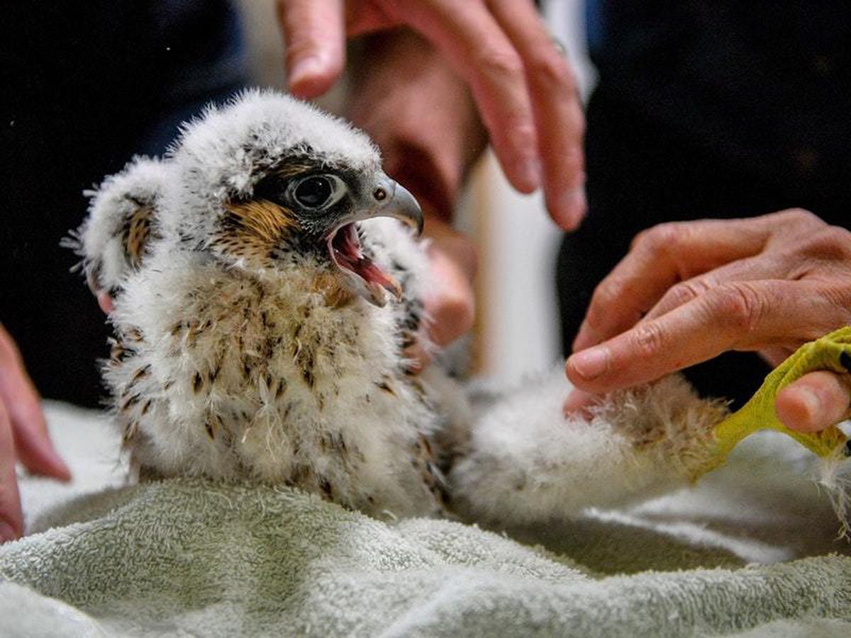 Peregrine falcon chicks ringed at Salisbury Cathedral | Shropshire Star