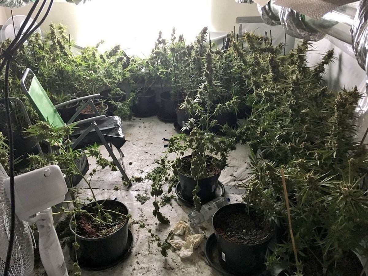 Cannabis plant seizures rise in regional crackdown | Shropshire Star