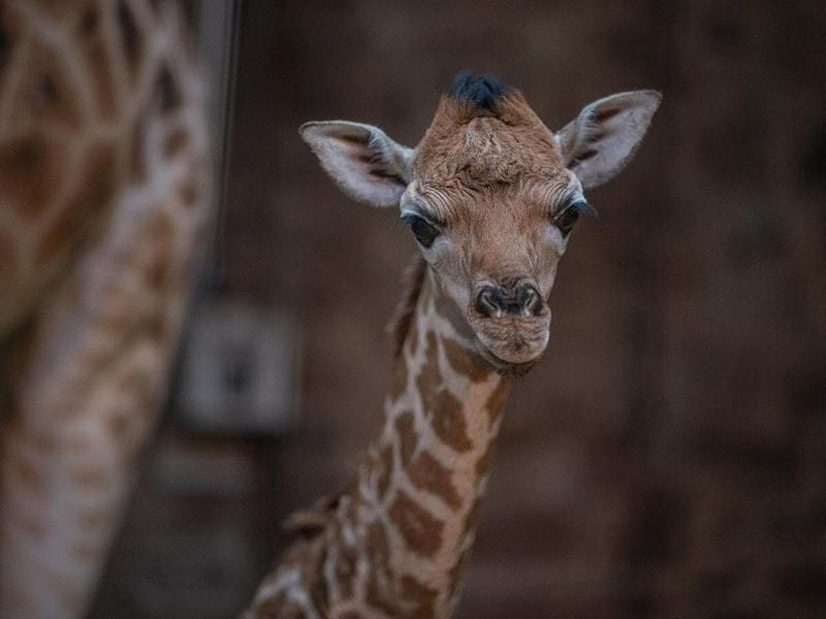 CCTV Captures Moment Rare Baby Giraffe Is Born At Chester Zoo ...