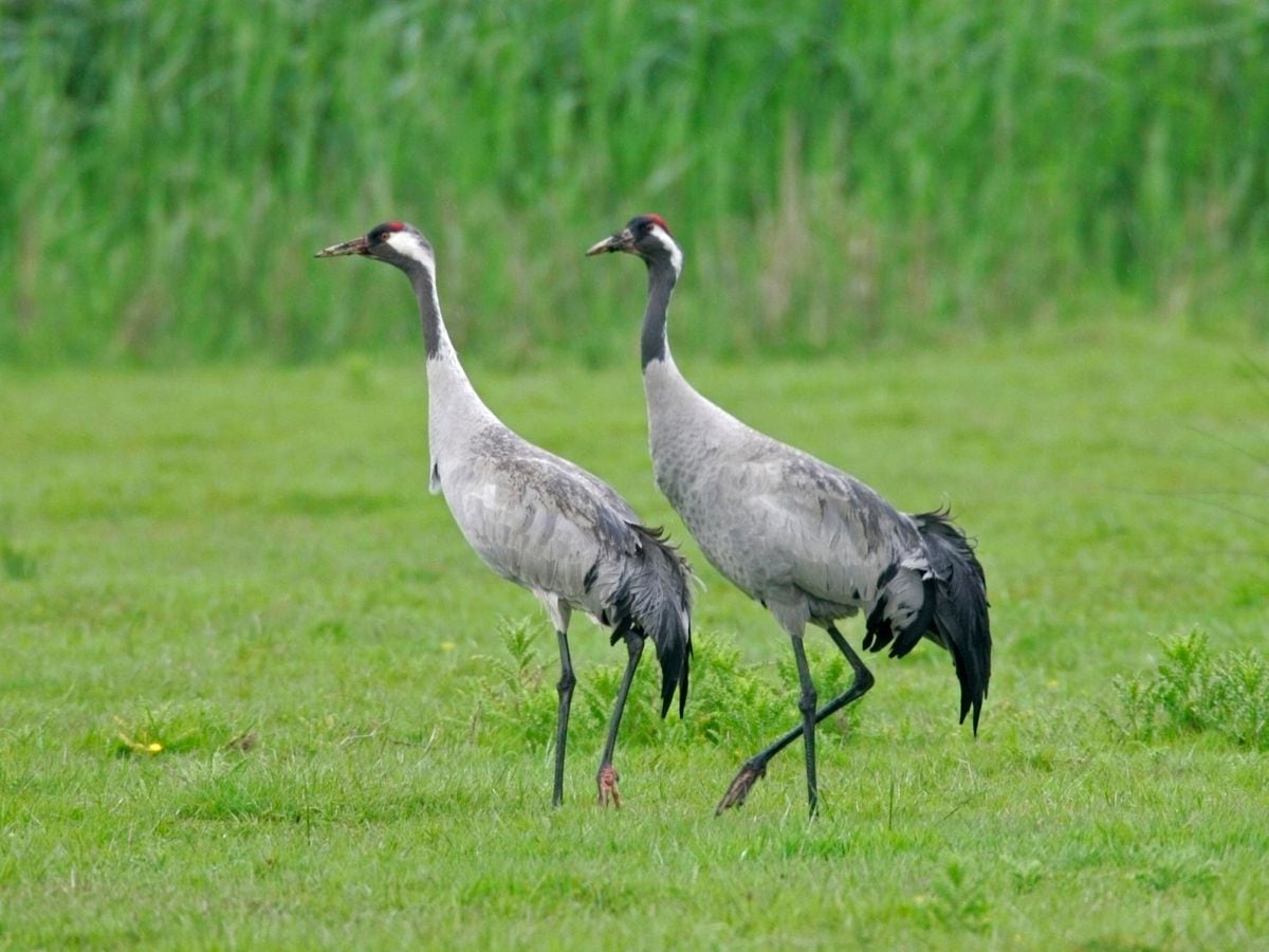 uk-crane-population-rises-to-new-high-as-once-lost-species-stages