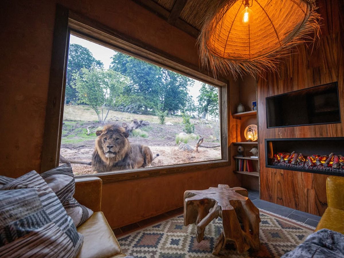 Why West Midland Safari Park Lion Lodges might be the most memorable