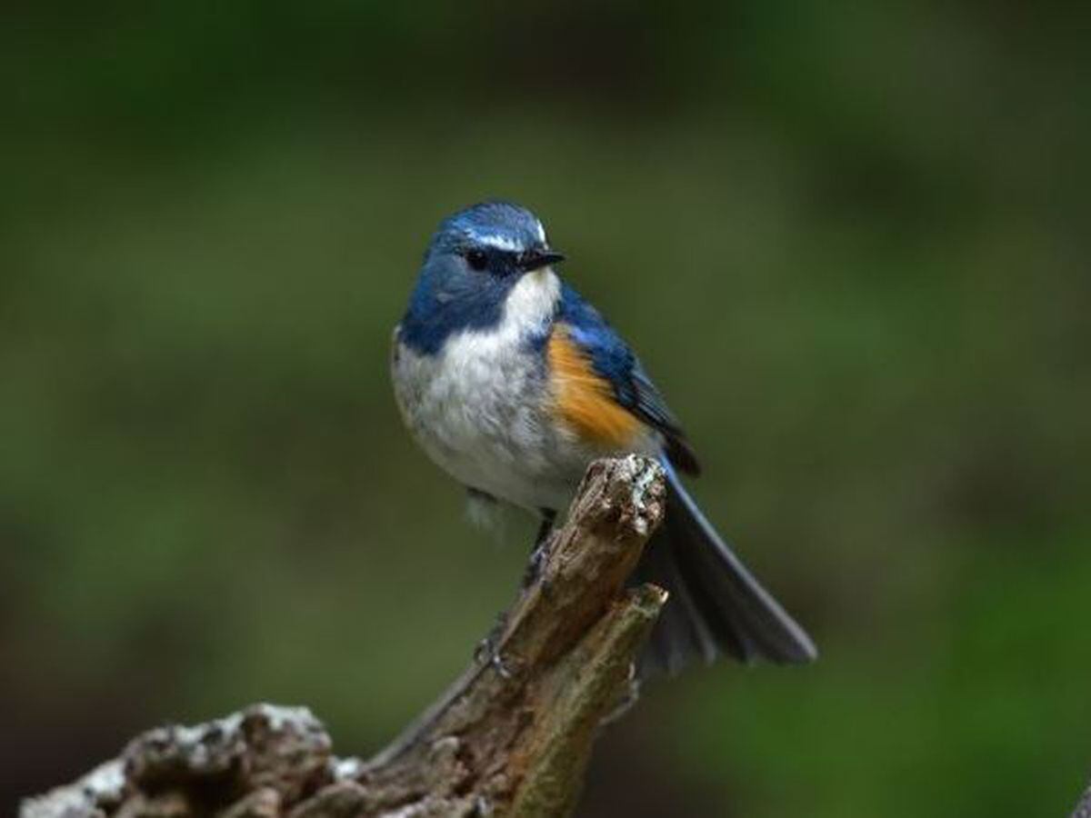 Twitchers' hearts flutter as Russian bird seen for the first time in  Shropshire