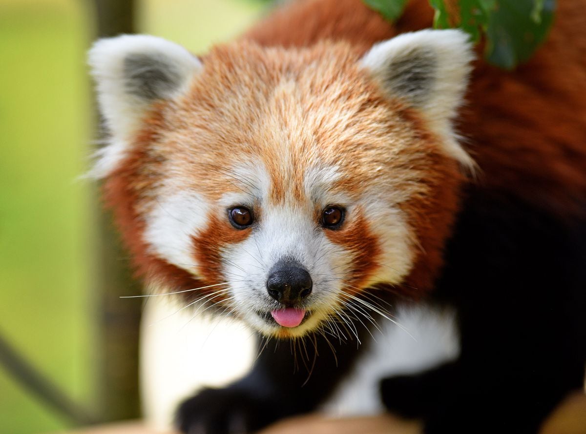 Safari Park Welcomes Its First Red Panda And Visitors Can Stay The Night To Watch It Shropshire Star