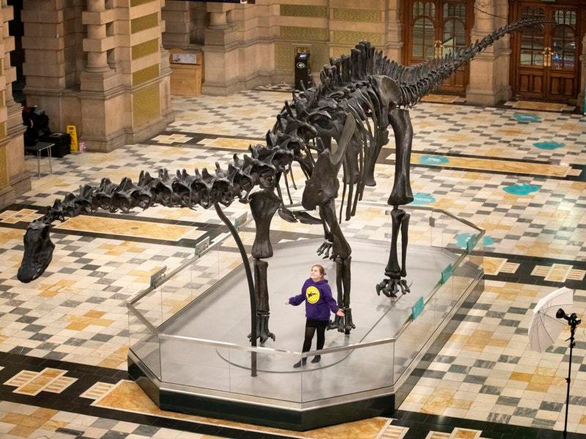 dippy the dinosaur tour