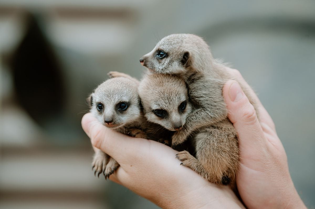 baby meerkat teddy