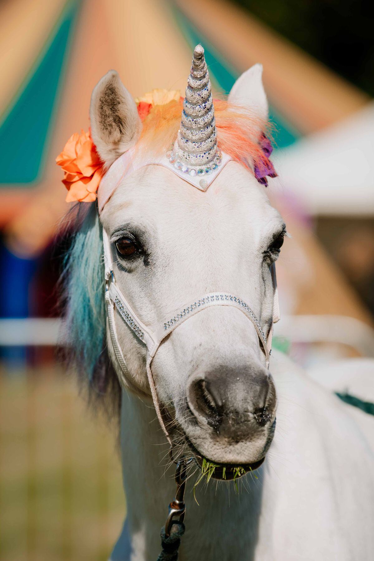 Magical Fun At Midland Game Fair - With Pictures 