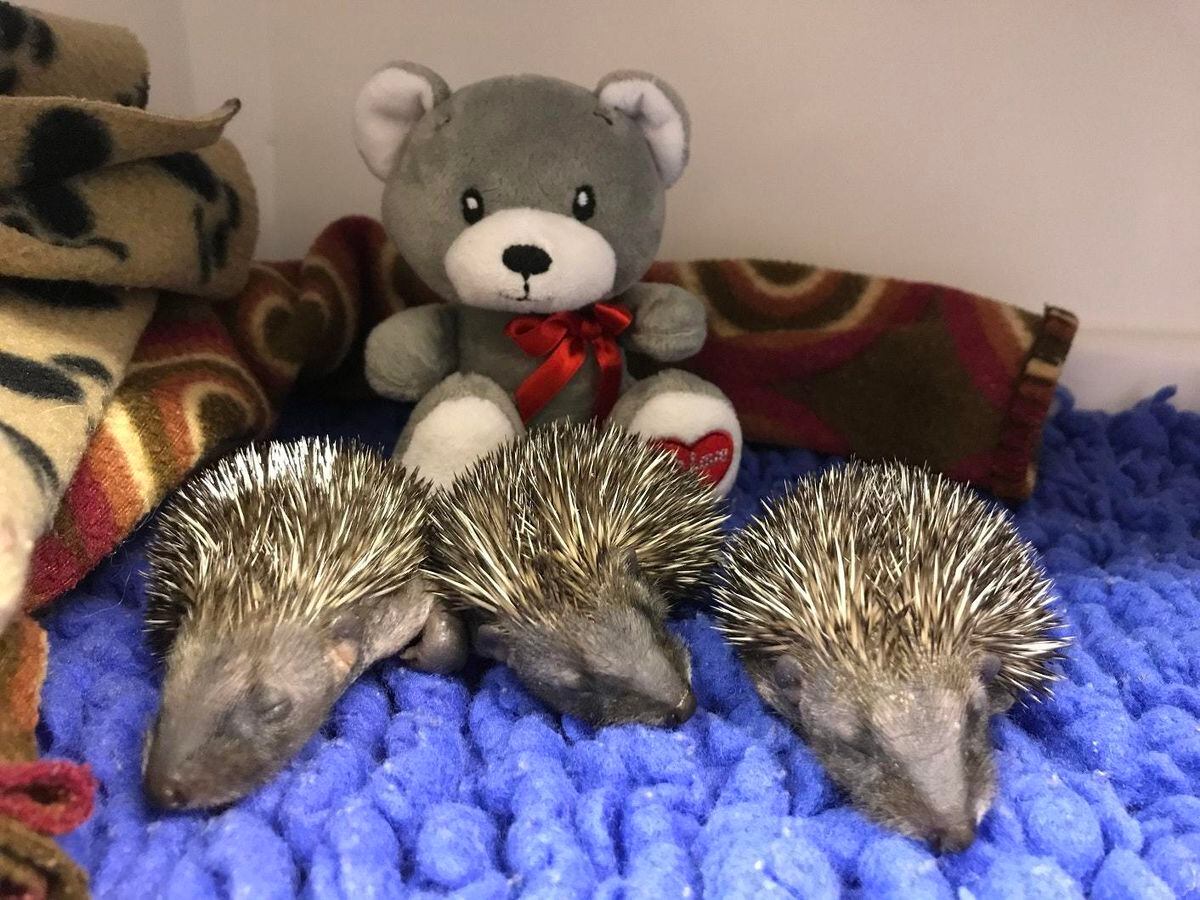 Orphaned Baby Hedgehogs Returned To The Wild After Two Months With Rspca Shropshire Star