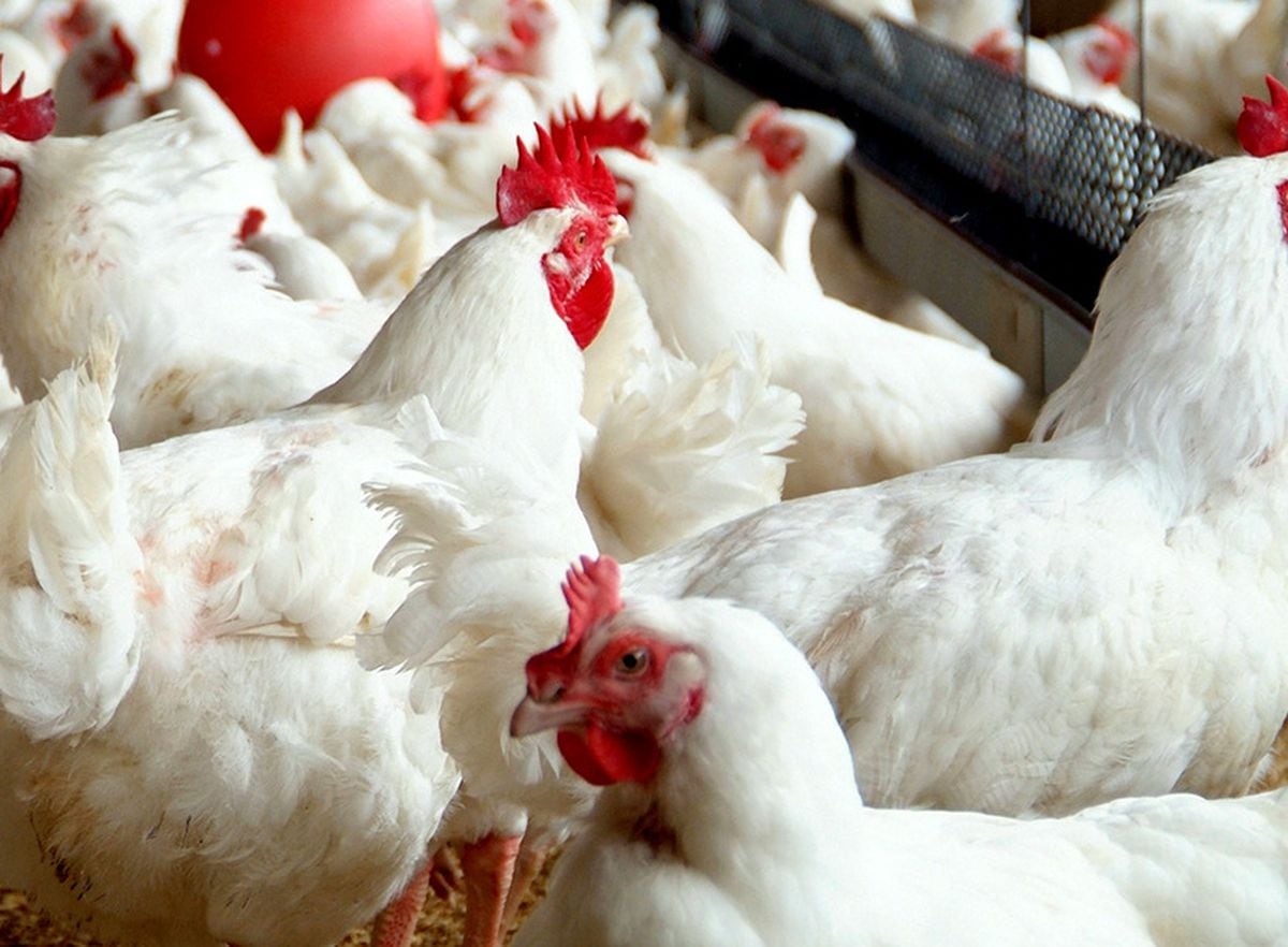 decision-on-extension-to-chicken-farm-to-be-made-shropshire-star