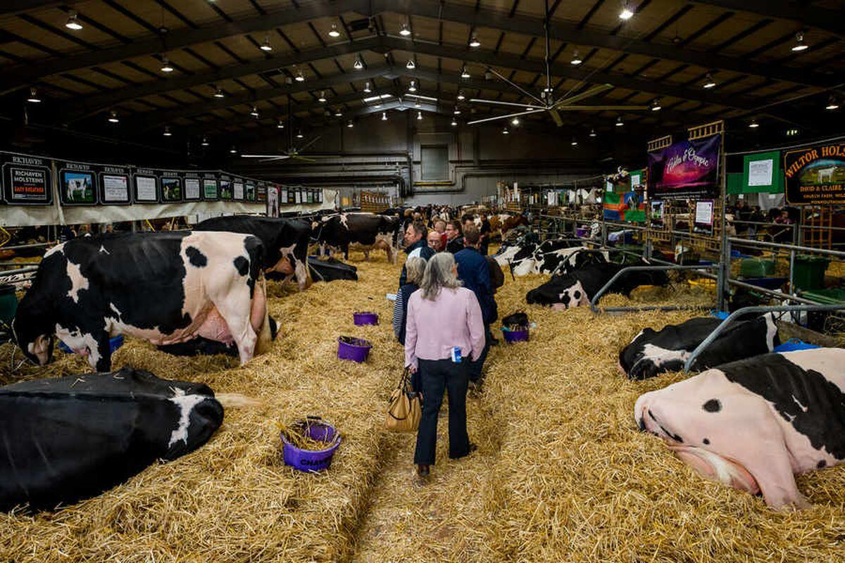 Picture Special Crowds Turn Out For Telford Dairy Show Shropshire Star