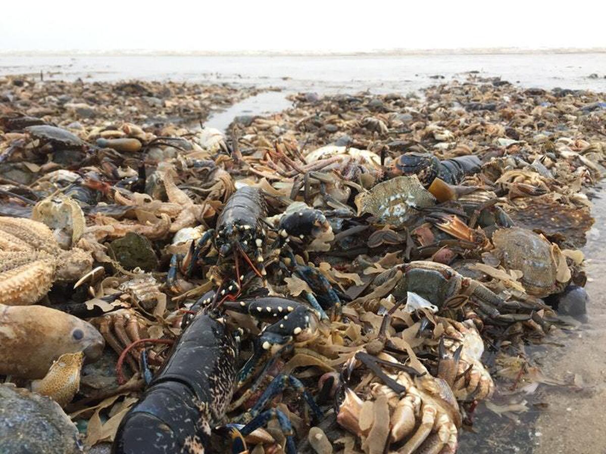 killed marine wildlife masse
