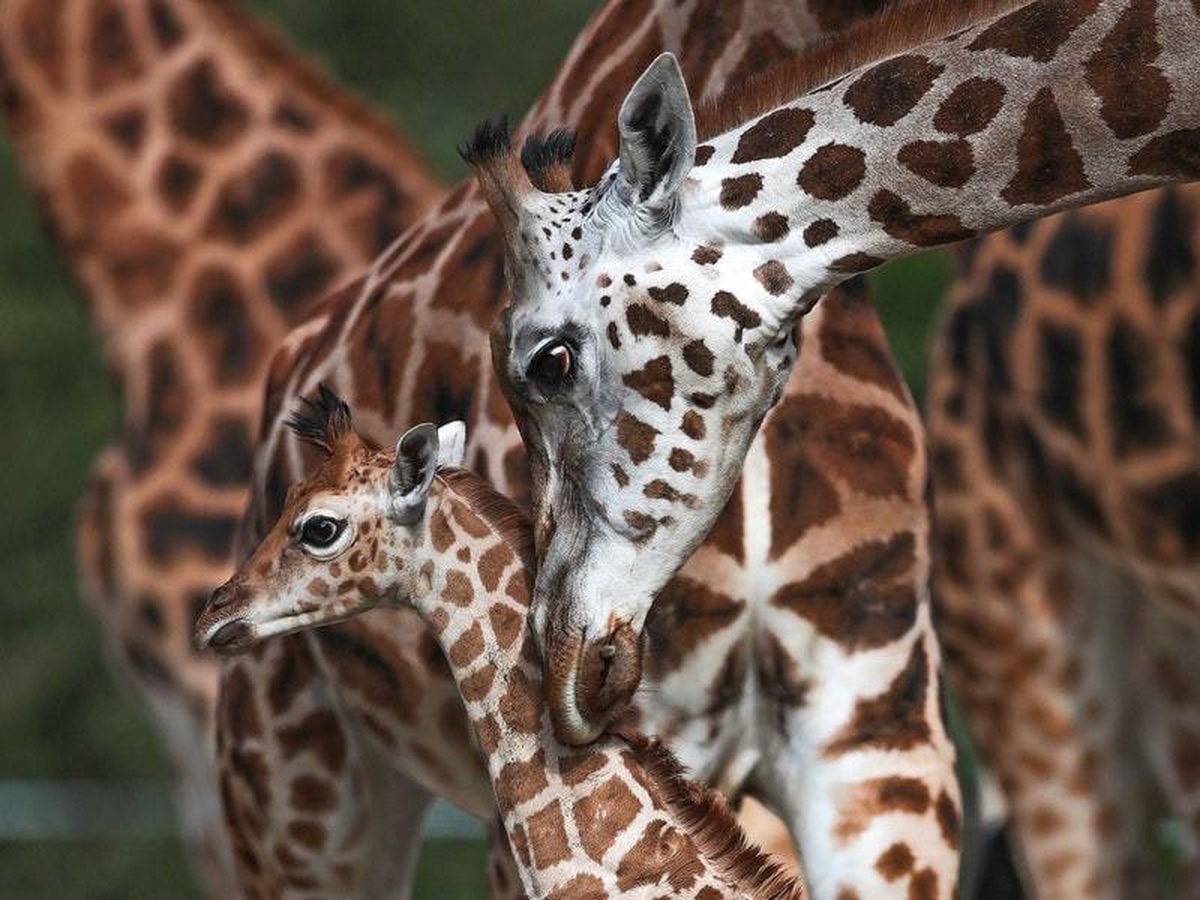 ‘Big win’ for threatened giraffes as trade in species is regulated