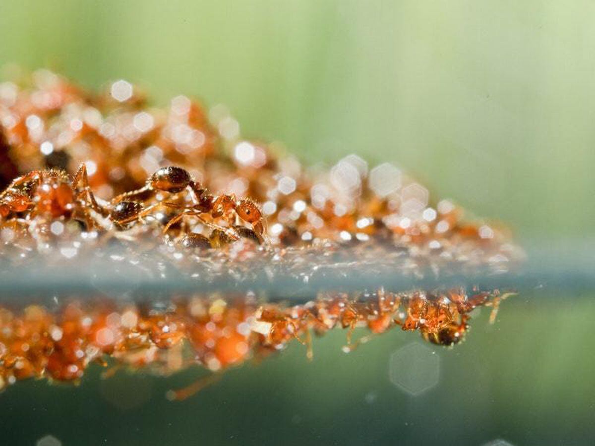 Why Huge Rafts Of Fire Ants Are Floating Around In Texan Flood Waters ...